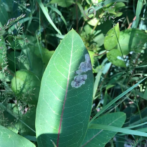 Milkweed Leaf-miner Fly