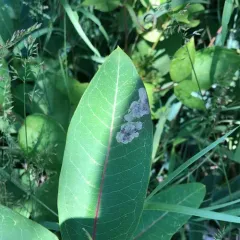 Milkweed Leaf-miner Fly thumbnail 1