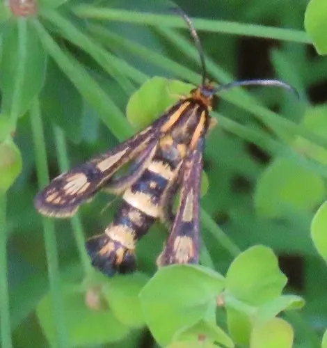 Chamaesphecia tenthrediniformis
