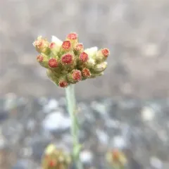 Jersey Cudweed thumbnail 2