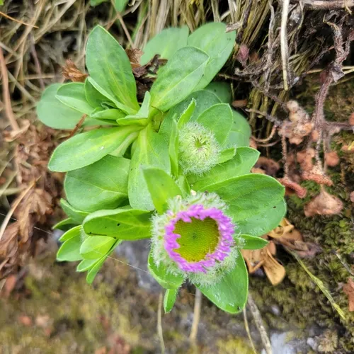 seaside daisy