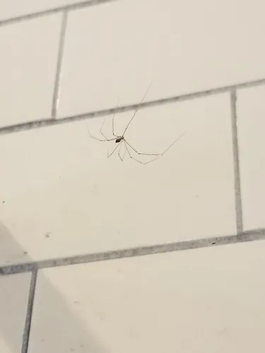 Tailed Cellar Spider