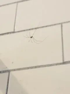 Tailed Cellar Spider thumbnail 1