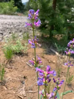 Blueleaf Beardtongue thumbnail 4