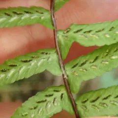 ebony spleenwort thumbnail 1