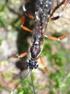 Xorides albopictus thumbnail 3