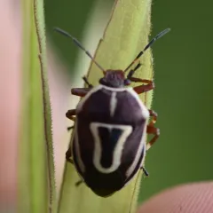 Perillus circumcinctus thumbnail 2