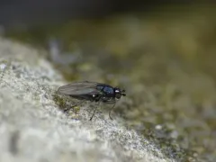 Opacifrons maculifrons thumbnail 4