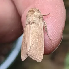 Meadow Wainscot Moth thumbnail 1