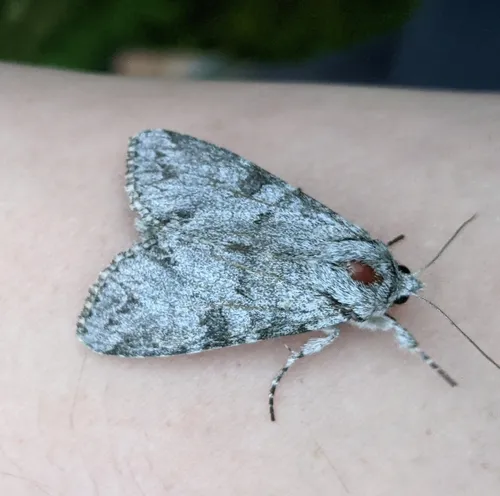 Polia piniae
