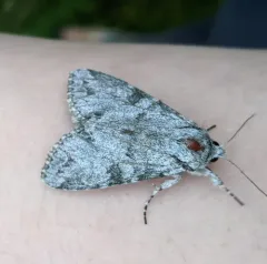 Polia piniae thumbnail 1