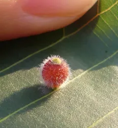 Hickory Sticky Ginger Jar Gall Midge thumbnail 2