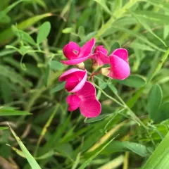 tuberous pea thumbnail 2