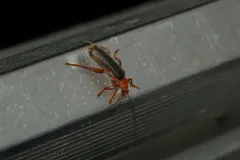 Curtis' Pacific Soldier Beetle thumbnail 3