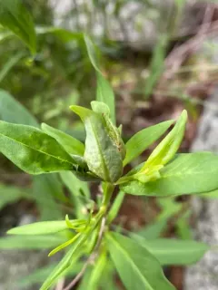 Dasineura lysimachiae thumbnail 4