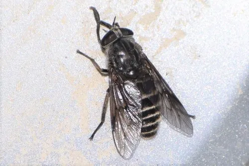 Hybomitra sexfasciata