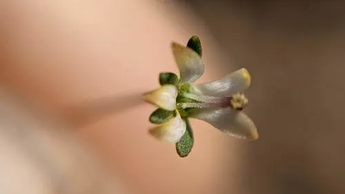 Common Threadplant