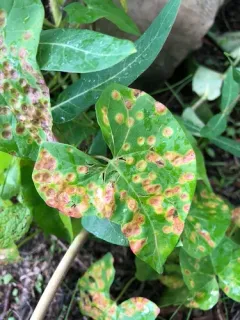 Puccinia convolvuli thumbnail 1