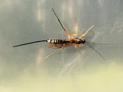 Coleocentrus flavipes thumbnail 2