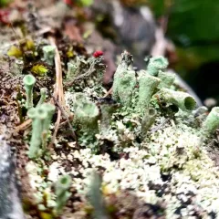 Trumpet Lichen thumbnail 2