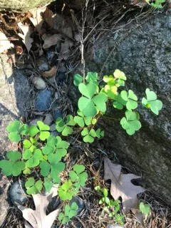 great yellow woodsorrel thumbnail 4
