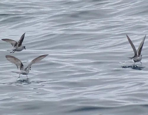Fork-tailed Storm-Petrel