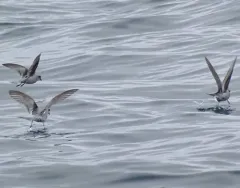 Fork-tailed Storm-Petrel thumbnail 1