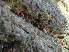 Southern Soldiers thumbnail 1