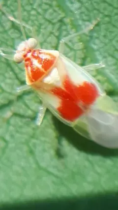 Tropidosteptes brooksi thumbnail 2