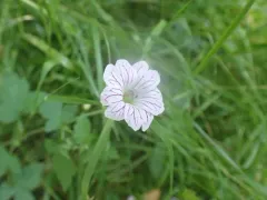Pencilled Crane's-bill thumbnail 2