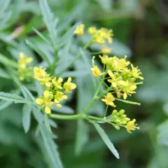 Creeping Yellowcress thumbnail 2