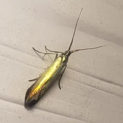 Large Clover Casebearer Moth thumbnail 2