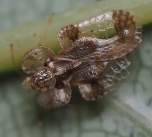 Corythucha pruni
