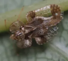 Corythucha pruni thumbnail 1