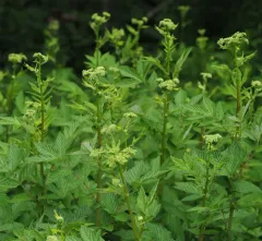Meadowsweet thumbnail 3