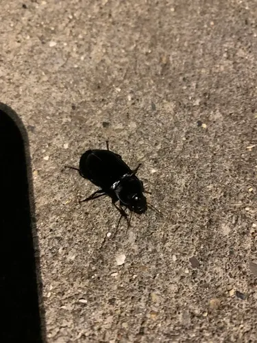 Harpalus katiae