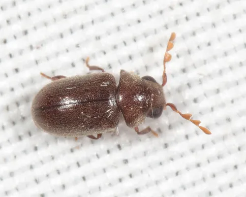 Tricorynus punctatus