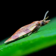 Spring Dead-leaf Roller Moth thumbnail 2