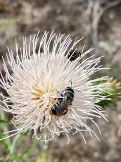Orange-tipped Woodborer thumbnail 1