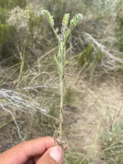 Sand Dune Cryptantha thumbnail 3