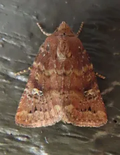 Pseudorthodes irrorata thumbnail 2
