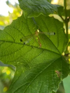 Black-tipped Hangingfly thumbnail 2