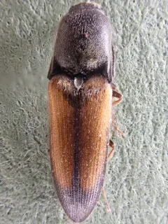 Apical Click Beetle thumbnail 1
