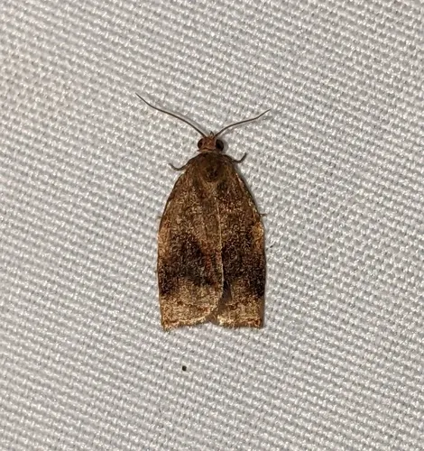 Archips fuscocupreanus