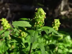howell's lousewort thumbnail 3