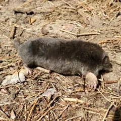 Hairy-tailed Mole thumbnail 3