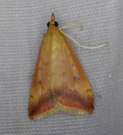 Sociable Pyrausta Moth thumbnail 3