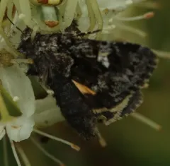 Small Dark Yellow Underwing thumbnail 3