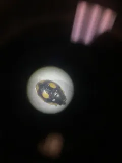 Undulate Sigil Lady Beetle thumbnail 1