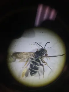 Sumac Cellophane-Cuckoo thumbnail 2